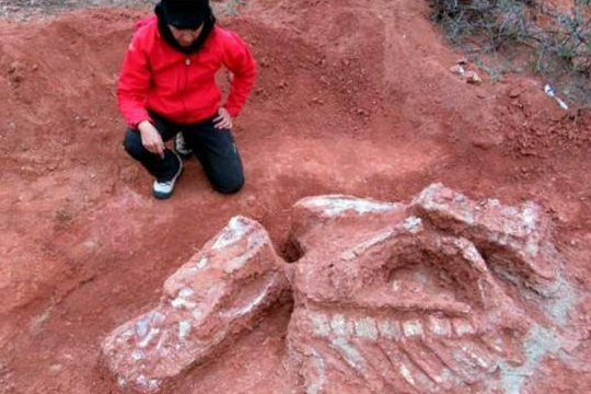巨型恐龙遗骸出土，被命名为第一巨兽