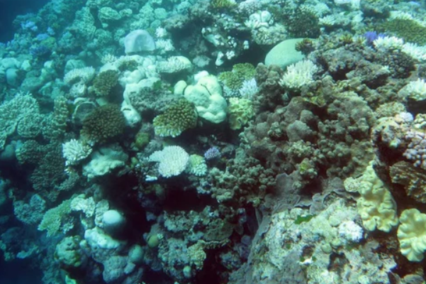 澳大利亚欲回收死完珊瑚礁保护并促进剩余珊瑚礁生长