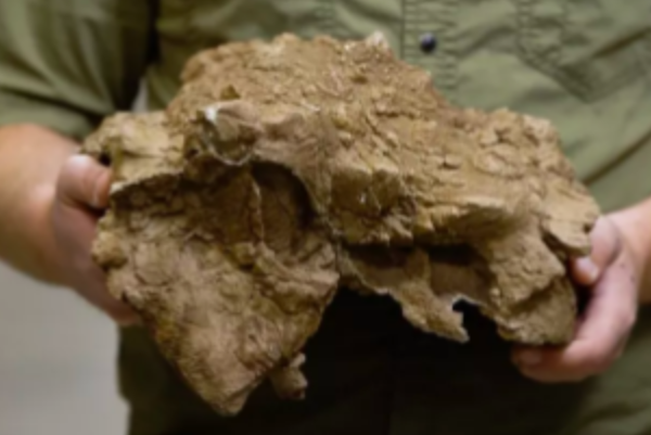 科学家发现恐龙新物种化石
