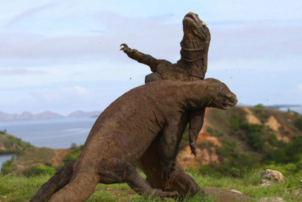 难以想象目前世界上最大的蜥蜴科莫多巨蜥竟是以同类为食
