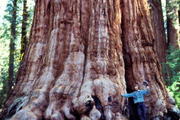世界上最大的树有多大过高呢?