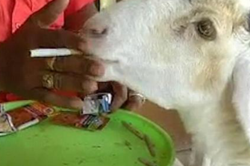 印度绵羊对尼古丁上瘾，每顿都需要香烟或者烟叶