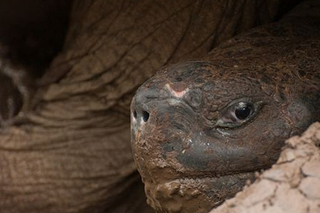世界上最大的乌龟有多大呢?