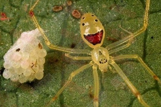 神奇的笑脸蜘蛛真的存在吗?