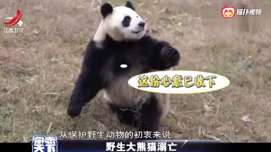 野生大熊猫不幸溺亡，被提议圈养野生大熊猫，保护区这样回应